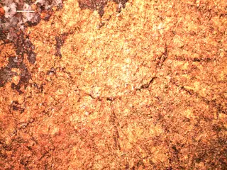 Trichograptus dilaceratus (Herrmann, 1885)