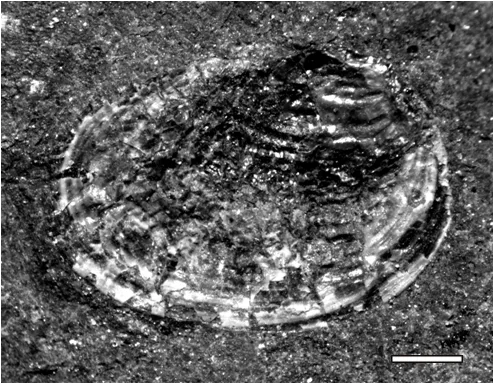 Estheriellites zavattieriae Gallego & Tassi, 2015