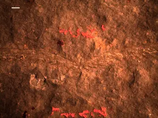 Expansograptus latus (Hall, 1907)