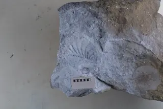 Promyophorella basoaltorum Echevarría, Damborenea & Manceñido 2021