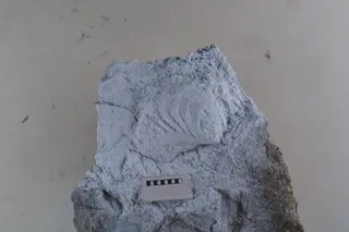 Promyophorella basoaltorum Echevarría, Damborenea & Manceñido 2021