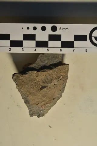 Promyophorella basoaltorum Echevarría, Damborenea & Manceñido 2021