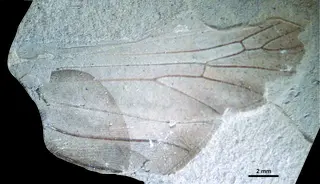 Argentinoscytina clara Lara &amp; Wang, 2016 IANIGLA-PI 3029