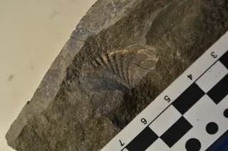 Promyophorella basoaltorum Echevarría, Damborenea & Manceñido 2021
