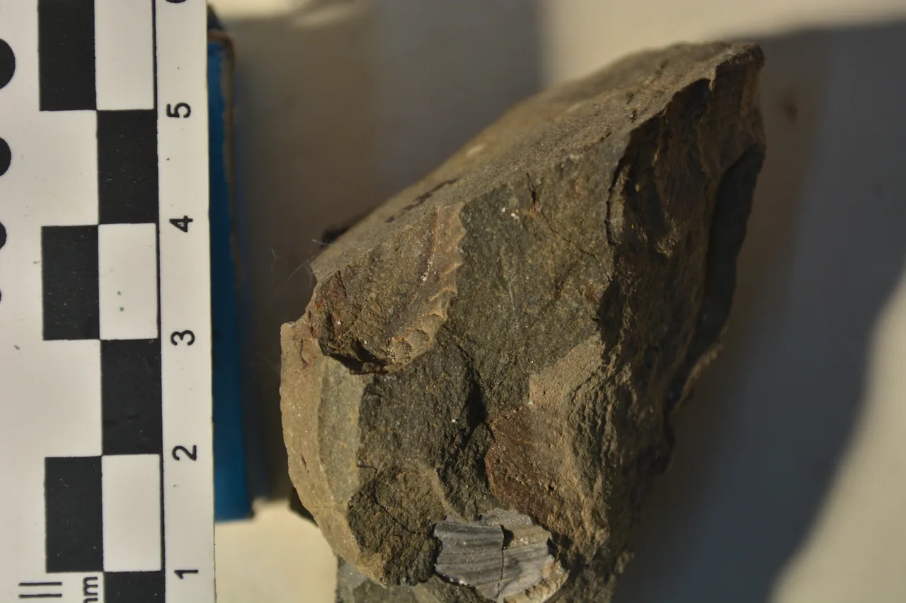 Promyophorella basoaltorum Echevarría, Damborenea & Manceñido 2021