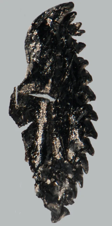 Andiprion paxtonae Hints & Tonarová, 2017
