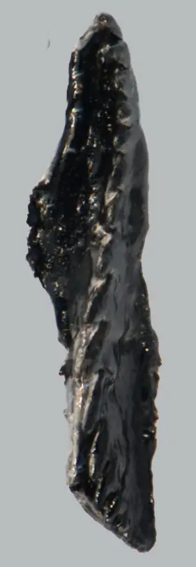 Andiprion paxtonae Hints & Tonarová, 2017