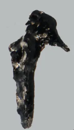 Andiprion paxtonae Hints & Tonarová, 2017