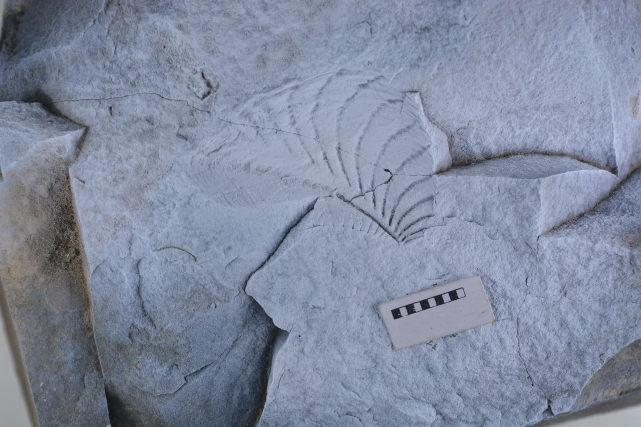 Promyophorella basoaltorum Echevarría, Damborenea & Manceñido 2021