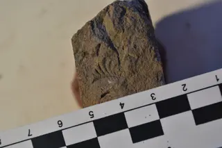 Promyophorella basoaltorum Echevarría, Damborenea & Manceñido 2021
