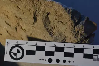 Promyophorella basoaltorum Echevarría, Damborenea & Manceñido 2021