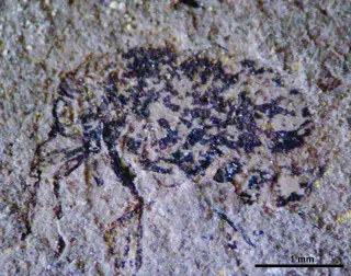 Protopsyllidiidae Carpenter, 1931
