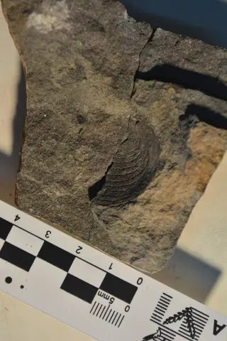 Frenguelliella IANIGLA-PI 3261