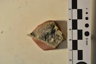 Frenguelliella chubutensis (Feruglio, 1934)