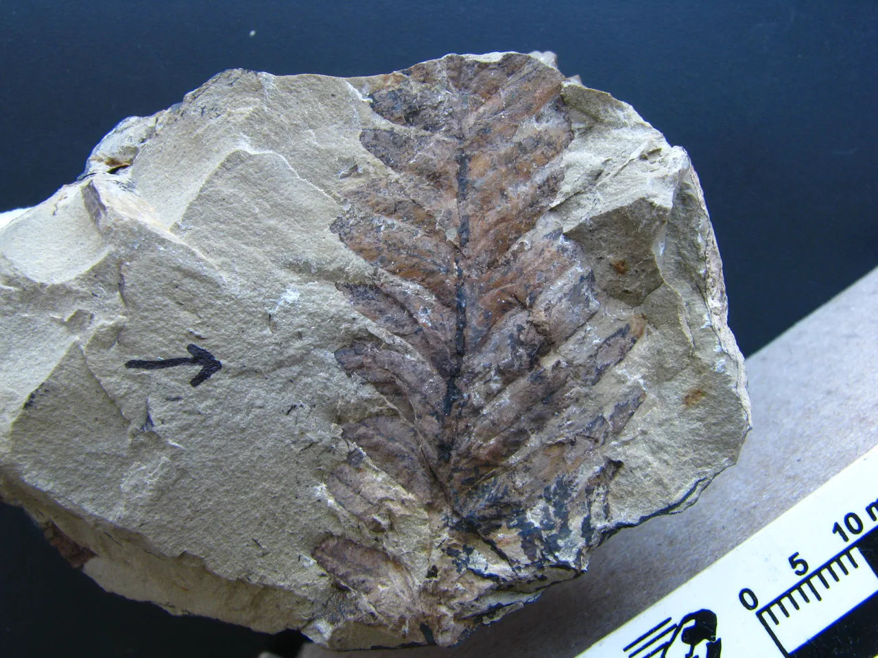 Cladophlebis mendozaensis