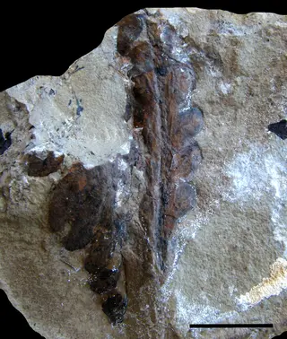 Dicroidium odontopteroides