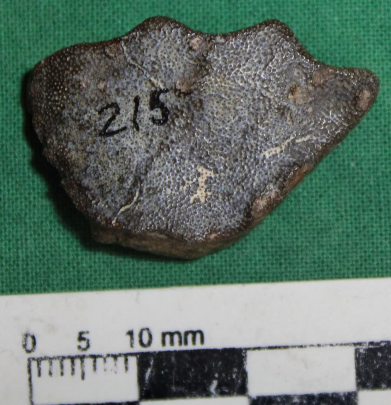 Metaceratodus