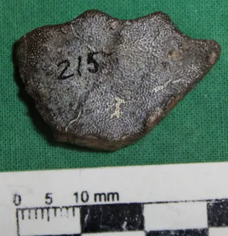 Metaceratodus