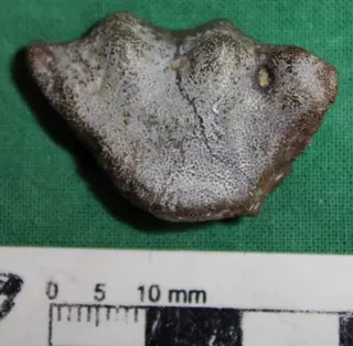 cf. Metaceratodus Chapman, 1914 IANIGLA-PV 215