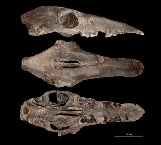 Huayqueriana cristata